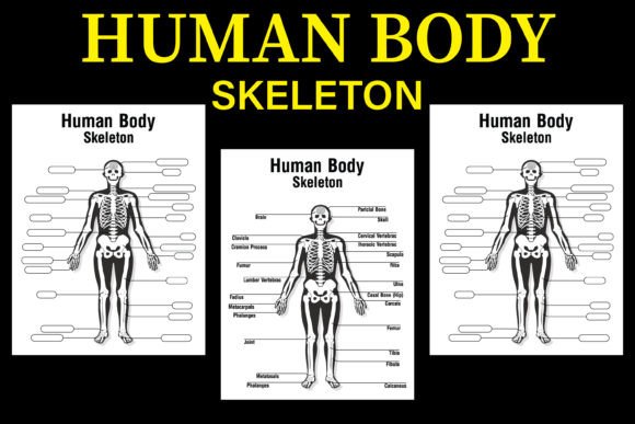 Human Body Skeleton KDP Interior